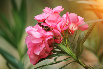 Pink oleander on a green background