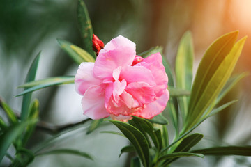 Pink oleander on a green background