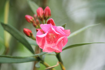 Pink oleander on a green background