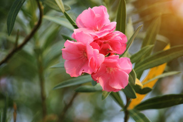 Pink oleander on a green background