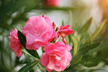 Naklejka premium Pink oleander on a green background