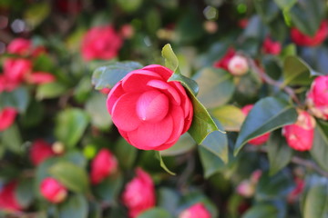 Camelia