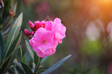 Pink oleander on a green background