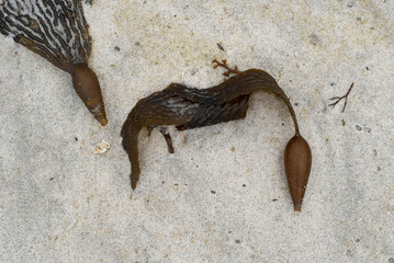 seaweed on a sandy beach