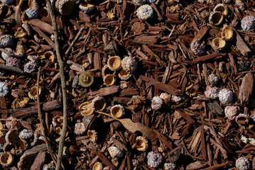 acorn caps on the forest floor