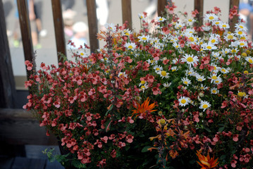 red and pink and white flowers