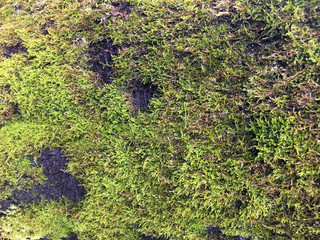 moss in the forest