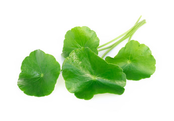 Closeup leaf of Gotu kola, Asiatic pennywort, Indian pennywort on white background, herb and medical concept