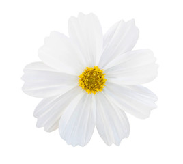 Fototapeta premium White Cosmos flower isolated on white background