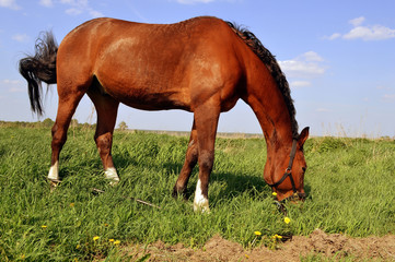 Obraz premium horse the horse walks in a field grazing in the meadow