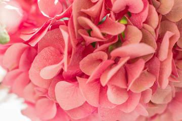 Obraz premium closeup fresh hydrangea petals. Event decoration with fresh flowers