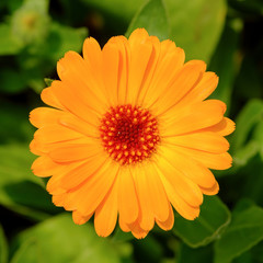 Orange Calendula in garden