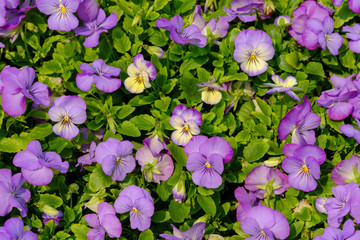 Purple Pansy Flowers in the garden