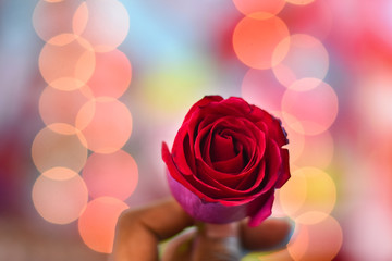 red rose flower is a symbol of valentine day holding by a man in bokeh background