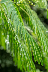 .green leaf, nature background