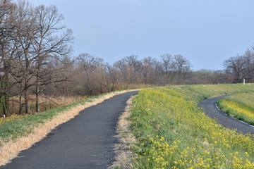 サイクリングロードと菜の花