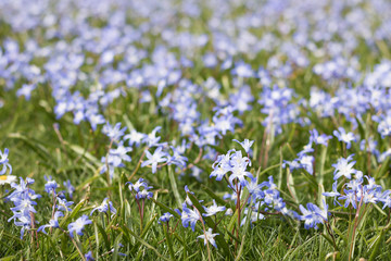 Close-up of Blue Flower of Glory of the Snow is on a Blurred Beautiful Background of Blooming Field View.  Concept: Springtime.