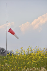 菜の花と吹流し