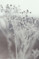 Frozen plants in winter with the hoar-frost 