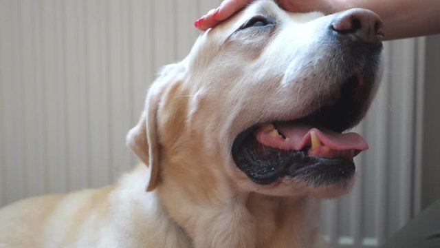 Female hand stroking dog indoor. Portrait of labrador or golden retriever being caressed by his owner. Pretty dog enjoying love and care. Friendship concept. Slow motion Close up