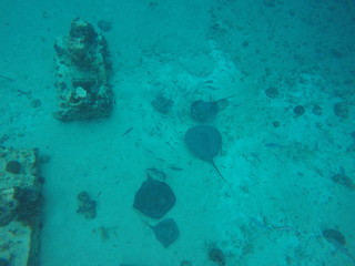 Stingrays on the ocean floor