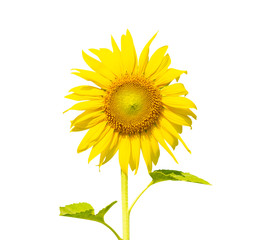 Single sunflower tree isolated on white background.