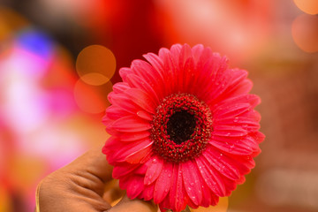 a flower in bokeh background shows the symbol of love