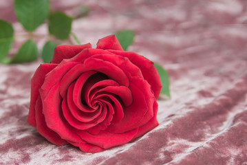 a red rose lies on a pink cloth