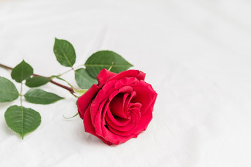 red rose on white bed