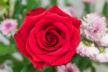a bouquet of Aster flowers and a large red rose