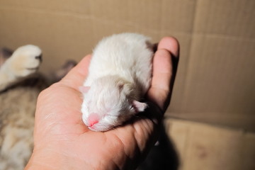 new born white kitten in hand (age 1 hrs.)
