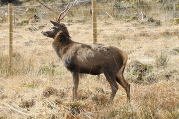 Stag at Glen Etive