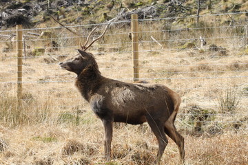 Stag at Glen Etive