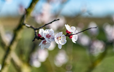 Fiori di ciliegio appena sbocciati, simbolo di pace, amore, gioia