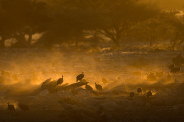 Guinea fowl in yellow dust