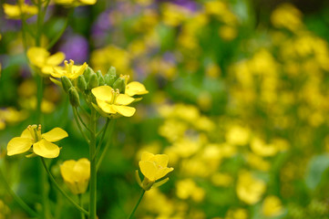 Rape flower in spring