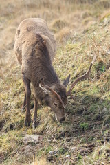 Stag at Glen Etive