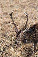 Stag at Glen Etive
