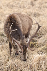 Stag at Glen Etive