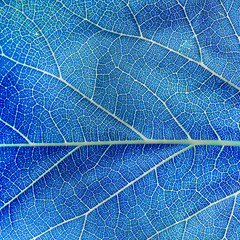 Abstract Blue Leaf Texture Background