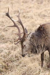 Stag at Glen Etive