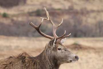 Stag at Glen Etive