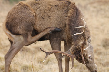 Stag at Glen Etive