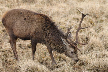 Stag at Glen Etive