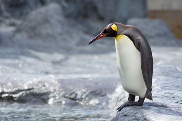 Fototapeta na wymiar The King Penguin