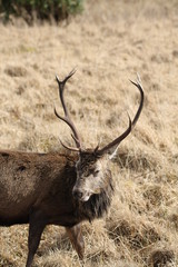 Stag at Glen Etive