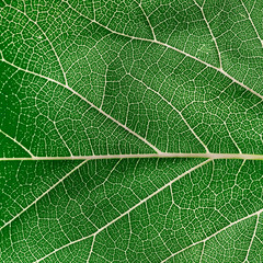 Green Leaf Texture