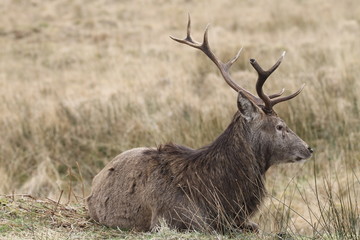 Stag at Glen Etive