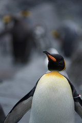 The King Penguin