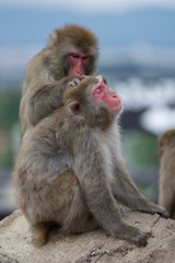 Grooming Japanese macaque monkeys